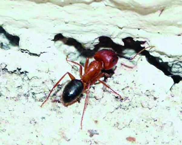 Figure 8. Worker of the Florida carpenter ant entering a void.