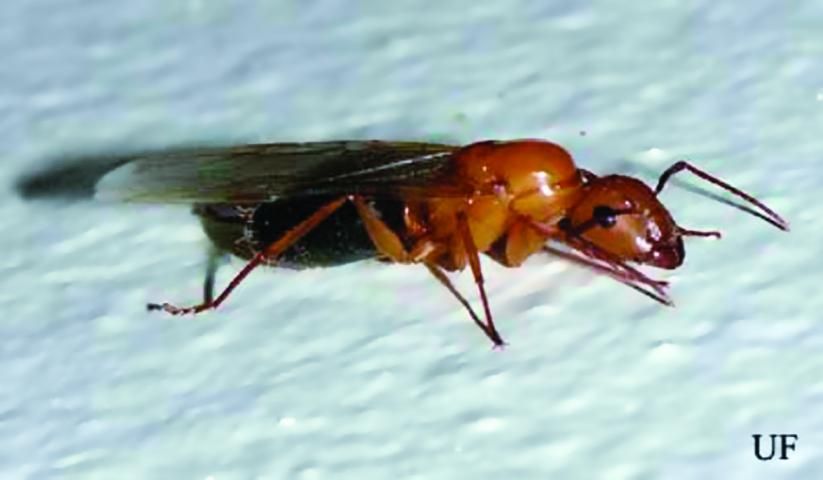 Figure 3. Female alate (reproductive) of the Florida carpenter ant.