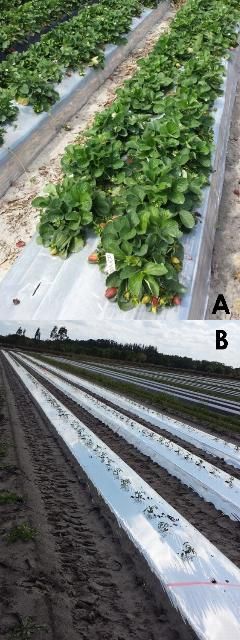 Figure 13A, B. Silver reflective mulch used to repel thrips from strawberry. (a) and tomato (b).