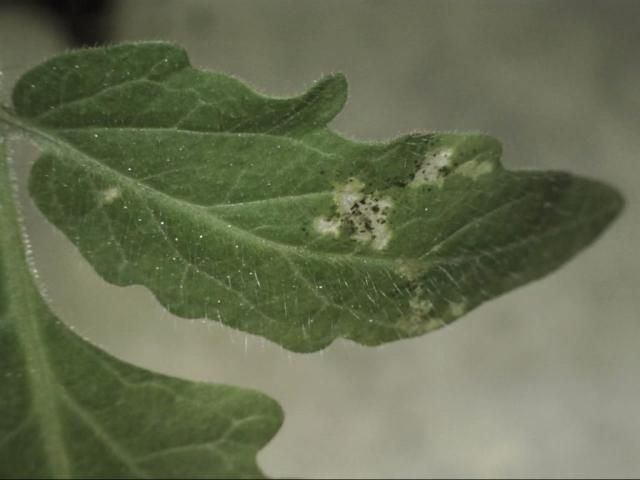 Figure 9. Western flower thrips feeding damage to tomato leaf. Dark specks are frass (excrement).