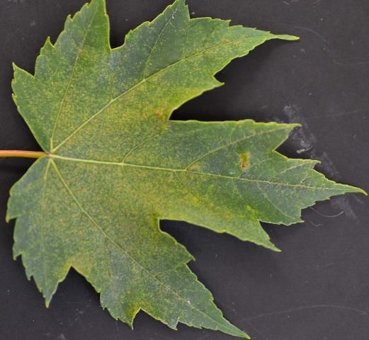 Figure 2. Maple leaf showing yellow stippling from spider mite feeding.