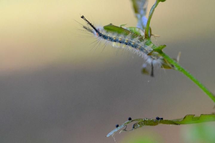 Figure 4. Tussock moth caterpillar feeding on an oak leaf. Fras droppings are shown beneath the caterpillar, indicating the type of pest.
