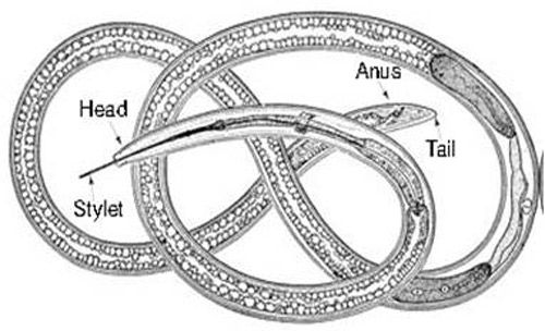 Figure 9. Schematic diagram showing detailed morphological features of a dagger nematode, Xiphinema spp.