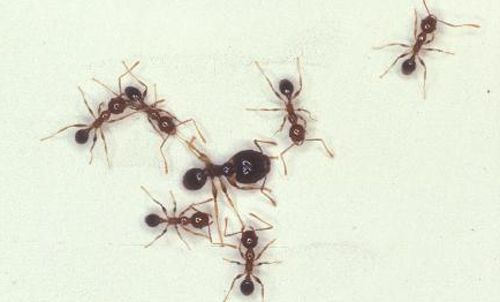 Figure 4. A major Pheidole megacephala worker (center) and several minor workers.