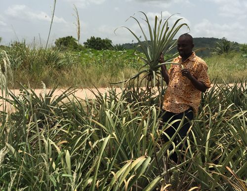 Figure 5. A farmer in Ghana holds up a pineapple plant infected with Pineapple mealybug wilt-associated virus.