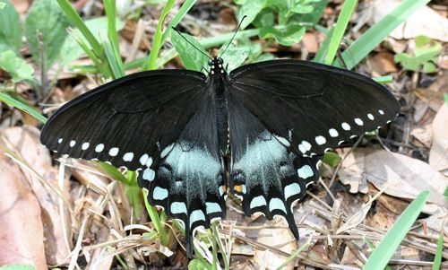 Figure 4. Adult male spicebush swallowtail, Papilio troilus L.
