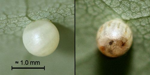 Figure 6. Eggs of the spicebush swallowtail, Papilio troilus L., on camphortree, (Cinnamomum camphora [L.] J. Presl). Left: recently laid egg. Right: egg shortly before hatching.