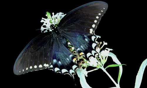 Figure 3. Adult female spicebush swallowtail, Papilio troilus L.