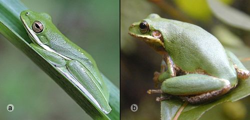 Figure 23. Tree frogs, possible mimicry models for fifth instar spicebush swallowtail, Papilio troilus L., larvae. a) Hyla cinerea (Schneider).
