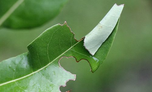 Figure 14. Leaf shelter made by first instar spicebush swallowtail, Papilio troilus L., larva on red bay (Persea borbonia [L.] Spreng).
