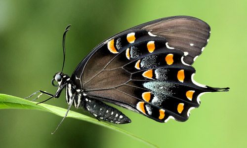 Figure 5. Adult male spicebush swallowtail, Papilio troilus L., with wings folded, showing undersides.