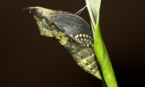 Figure 11. Pupa of the spicebush swallowtail, Papilio troilus L., approximately five hours prior to adult emergence.