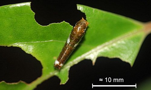 Figure 7. Early instar larva of the spicebush swallowtail, Papilio troilus L.