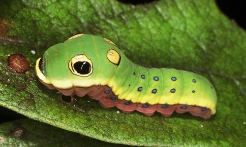 Figure 8. Full-grown fifth instar larva of the spicebush swallowtail, Papilio troilus L.