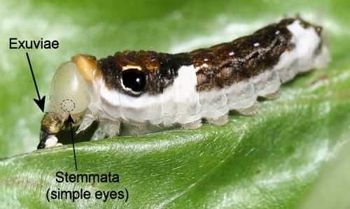 Figure 13. Spicebush swallowtail, Papilio troilus L. Newly molted early instar larva eating its exuviae.