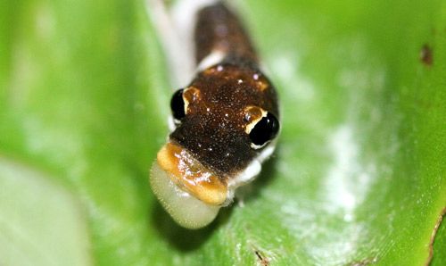 Third instar spicebush swallowtail