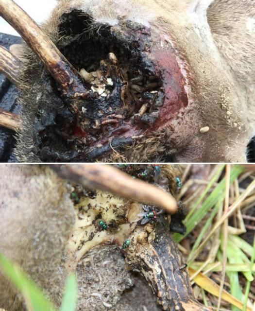 Figure 5. A Key deer (Odocoileus virginianus clavium) killed by primary screwworm, Cochliomyia hominivorax (Coquerel), with other blow fly adults visiting the carcass.