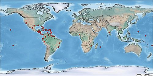 Figure 2. Global distribution map of Aleurotrachelus trachoides Back.