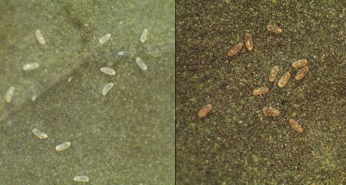 Figure 4. Eggs of Aleurotrachelus trachoides Back, on Capsicum annuum L. (pepper). Freshly laid eggs on left and old dark eggs on right.