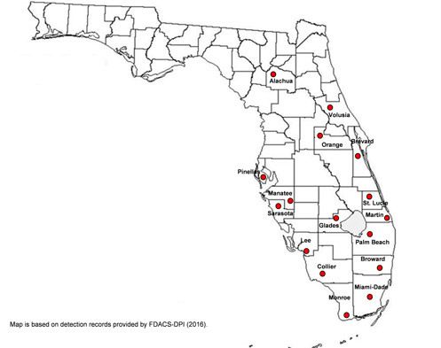 Figure 3. Distribution map of Aleurotrachelus trachoides Back, in Florida.