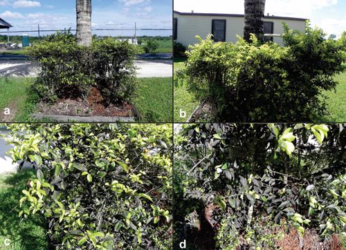 Figure 9. Plant infested with Aleurotrachelus trachoides Back. Infestation on Duranta erecta L. (pigeon berry); a and c is front side and b, d is back side of the infested plant in Homestead. Notice the sooty mold on leaves.