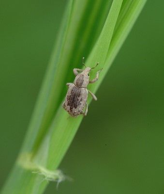 Figure 2. Rice water weevil adult.