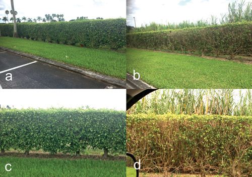 Figure 11. Ficus benjamina hedges in ornamental landscape at a Florida Keys outlet center, Florida City, Florida. (a–b) Hedges on both sides of the road with a distance of approximately 50 feet between them showing levels of defoliation; (c–d) Close-up of hedges in figures 10a–b.