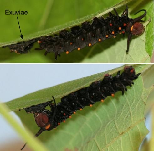 Figure 28. Pipevine swallowtail, Battus philenor (L.), last instar larva eating its exuviae.