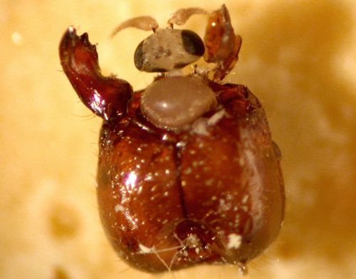 Figure 6. An adult Pseudacteon litoralis emerges from an ant head.