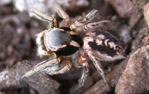 Figure 7. Adult male Habronattus pyrrithrix illustrating a characteristic conspicuous dorsal pattern which is similar in appearance to the males of many other Habronattus species.