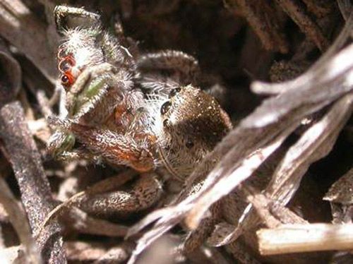 Figure 8. Adult female Habronattus pyrrithrix found cannibalizing an adult male in the field.