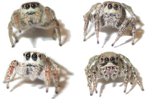 Figure 4. Mature females of several species of Habronattus common in the southwestern US: Habronattus pyrrithrix (top left), Habronattus clypeatus (top right), Habronattus hirsutus (bottom left), Habronattus hallani (bottom right). In contrast to the conspicuous colors of males of the same species (see Figure 3), females are typically drab and cryptically colored and are typically larger than males.