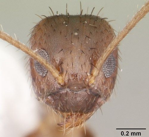 Figure 3. Frontal view of the head of a Nylanderia bourbonica (Forel) worker.