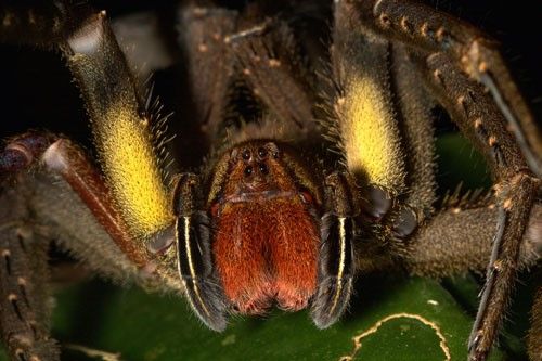 Figure 2. Head of a Phoneutria sp. spider in French Guiana, showing red chelicerae and yellow hairs on the underside of the front legs.