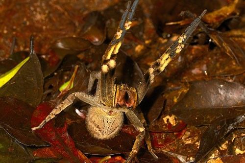 Figure 8. Characteristic threat display of Phoneutria species. When confronted by a potential predator, Phoneutria spiders assume a pose that makes the spider seem much larger, while displaying the contrasting colors on the underside of the forelegs.