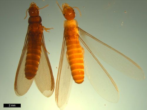 Figure 7. Dorsal view of a Kalotermes approximatus Snyder alate (left) and a Kalotermes flavicollis (Fabricius) alate (right). Note the characteristic coloration of the pronotum of the Kalotermes flavicollis alate pictured.