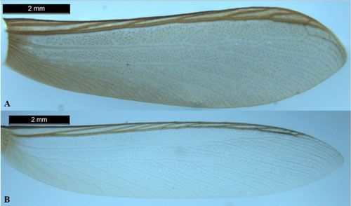 Figure 8. The right forewing of a Kalotermes approximatus Snyder alate (A). The right forewing of a Kalotermes flavicollis (Fabricius) alate (B).