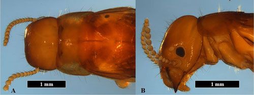 Figure 6. Dorsal view of the head capsule, pronotum, and first thoracic segment of a Kalotermes approximatus Snyder alate (A). Lateral view of the head capsule and pronotum of a Kalotermes approximatus alate (B).