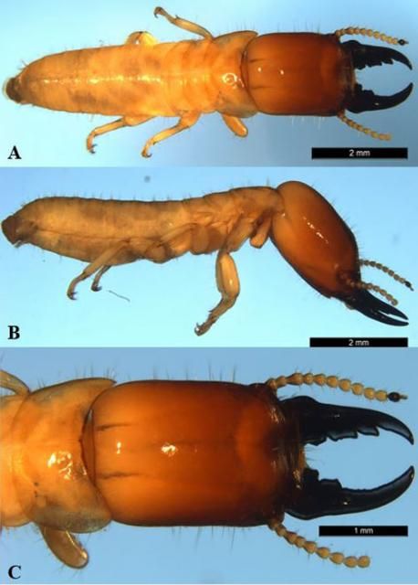 Figure 3. Dorsal view of a Kalotermes approximatus Snyder soldier (A). Lateral view of a Kalotermes approximatus soldier (B). Dorsal view of the pronotum and head capsule of a Kalotermes approximatus soldier (C).