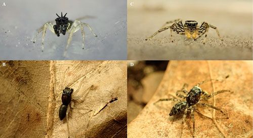 Figure 3. The two adult male morphs of Maevia inclemens (Walckenaer) showing their distinct phenotypic differences. A–B: The tufted morph has a black body with three distinctive black hairs protruding from the head. C–D: The striped morph has bright yellow pedipalps and black-and-white striped legs.