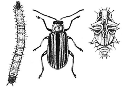 Figure 2. Larval, adult, and pupal stages of the striped cucumber beetle, Acalymma trivittatum F.