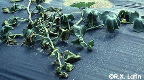 Figure 8. Wilted plants may indicate the presence of bacterial wilt disease, caused by the pathogen Erwinia tracheiphila, vectored by the striped cucumber beetle Acalymma vittatum F.
