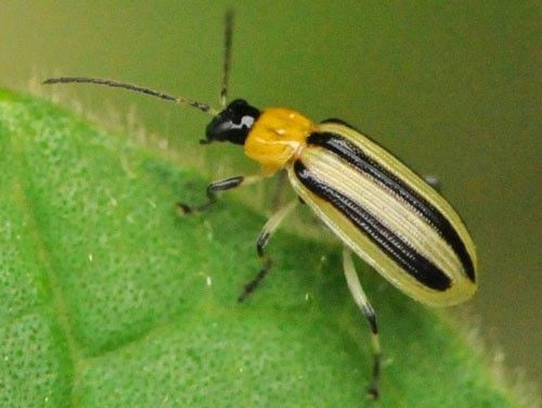 Figure 1. The striped cucumber beetle, Acalymma vittatum F.