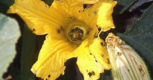 Figure 4. Feeding damage to flower blossoms caused by adult striped cucumber beetle, Acalymma vittatum F.