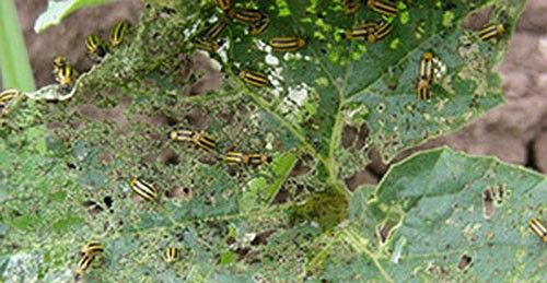 Figure 5. Feeding damage to foliage caused by adult striped cucumber beetle, Acalymma vittatum F.