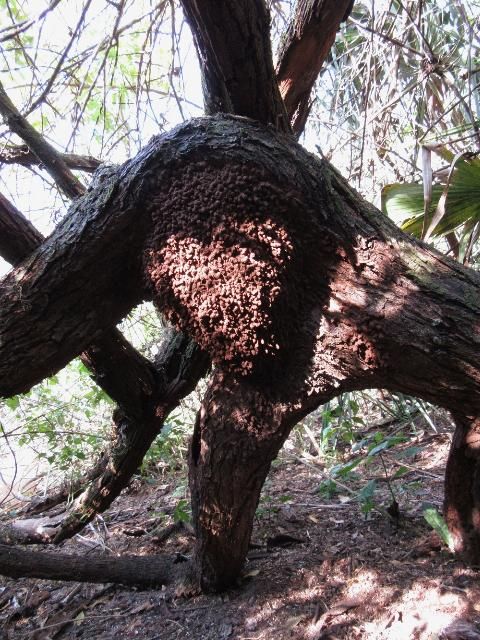 Figure 5. Nasutitermes corniger (Motschulsky) nest in a Schinus terebinthifolius Raddi tree.
