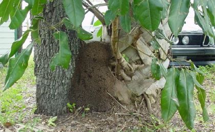 Figure 43. Conehead nest at base of tree. Nests can occur almost anywhere.