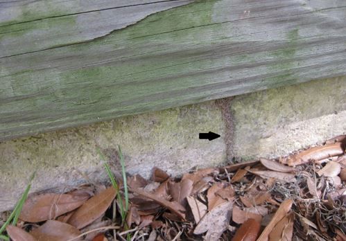 Figure 11. Termite tube that was detected on outside foundation wall that had an inspection space.