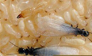 Figure 26. Subterranean termite workers, soldier (darkened head) and alates with wings. Reticulitermes spp.