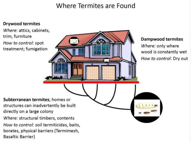 Figure 1. A summary of where termites might be found in a structure and a brief description of control options.
